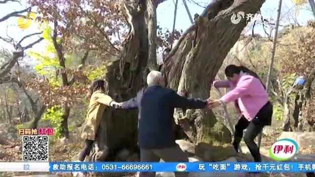 树王!莱芜有个唐朝板栗园 有123棵千年板栗树 如今仍在开花结果