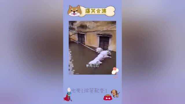 搞笑合集:家里发大水火急火燎的跑回家救猪,哪知猪都在泡温泉!