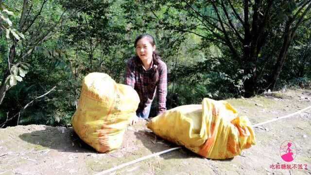 回农村第9天:一个人在山里捡板栗,捡的挑不动,又饿又累很无奈