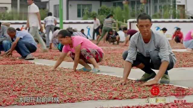 舌尖上的中国:中国最大辣椒市场!每年卖200万吨辣椒,销往全国