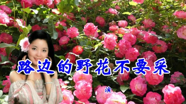 一首情歌《路边的野花不要采》邓丽君,经典老歌,歌声甜美,非常好听!