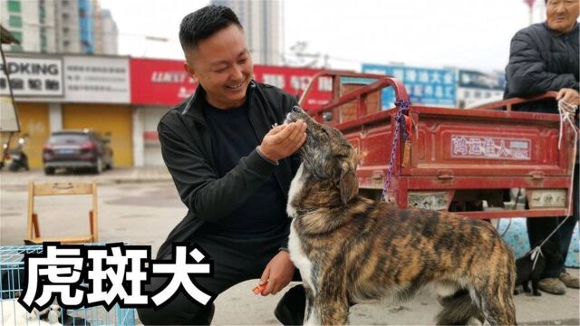 1岁虎斑犬要价1500元,农村狗集很少见,天生会撵野兔很高冷