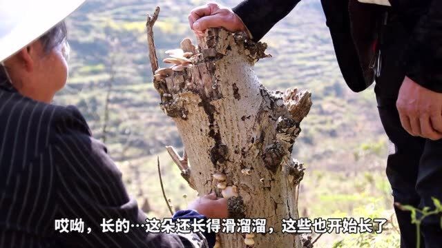 芳姨俩老捡小半锅核桃菌,用最简单的烹饪方式,吃得让人吞口水