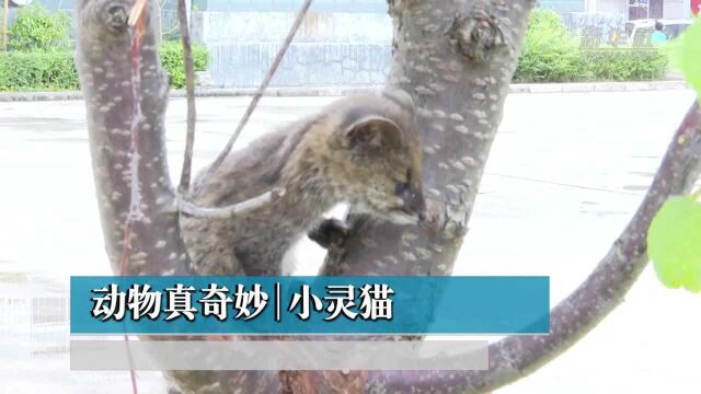 动物真奇妙|小灵猫