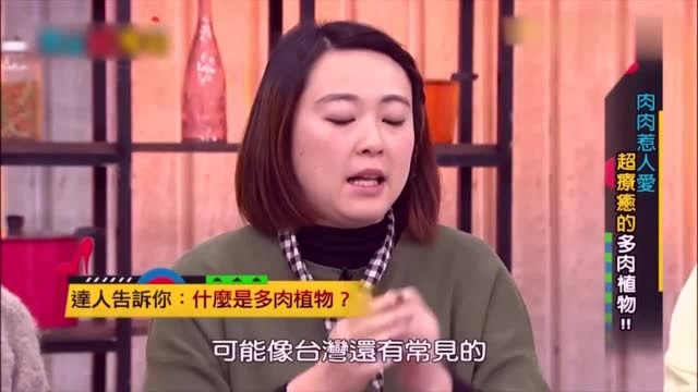 肉肉惹人爱一:办公室、房间放些多肉,超治愈哦!