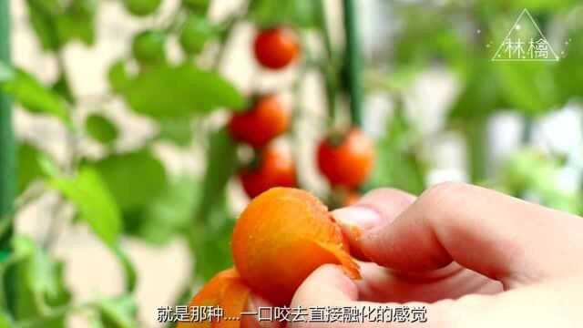 【林檎】家庭阳台盆栽番茄品种介绍金色阳光