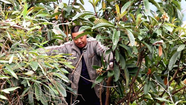 冬天秦岭宝贝特多,阿松枇杷花黄姜照单全收,山珍应有尽有