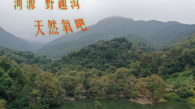 曹操来到河源三大景点之一野趣沟,天然氧吧,所谓的丛林探险太简单