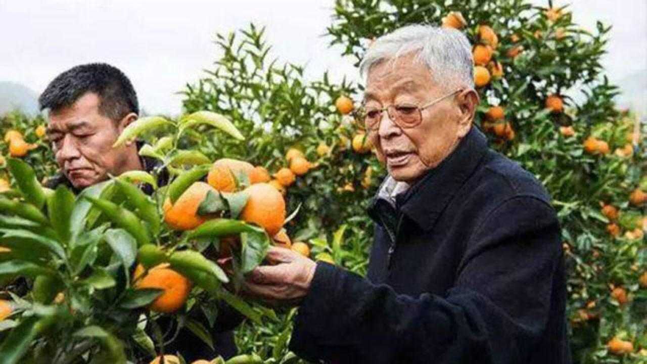 褚橙庄园太牛!疫情期间零感染,原来是靠这招