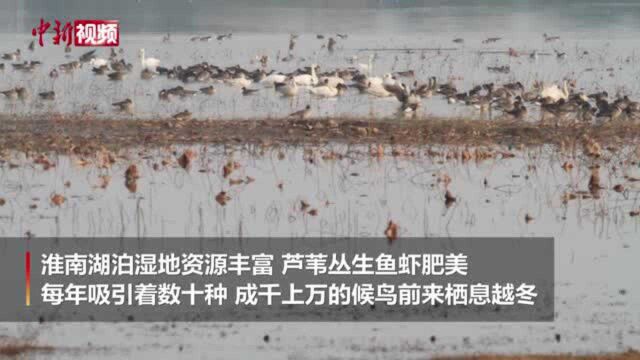 上千只天鹅、豆雁等候鸟栖息安徽蔡城塘