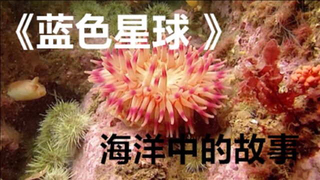 浮游生物体型渺小,却是海洋生物链的基础,纪录片《蓝色星球》