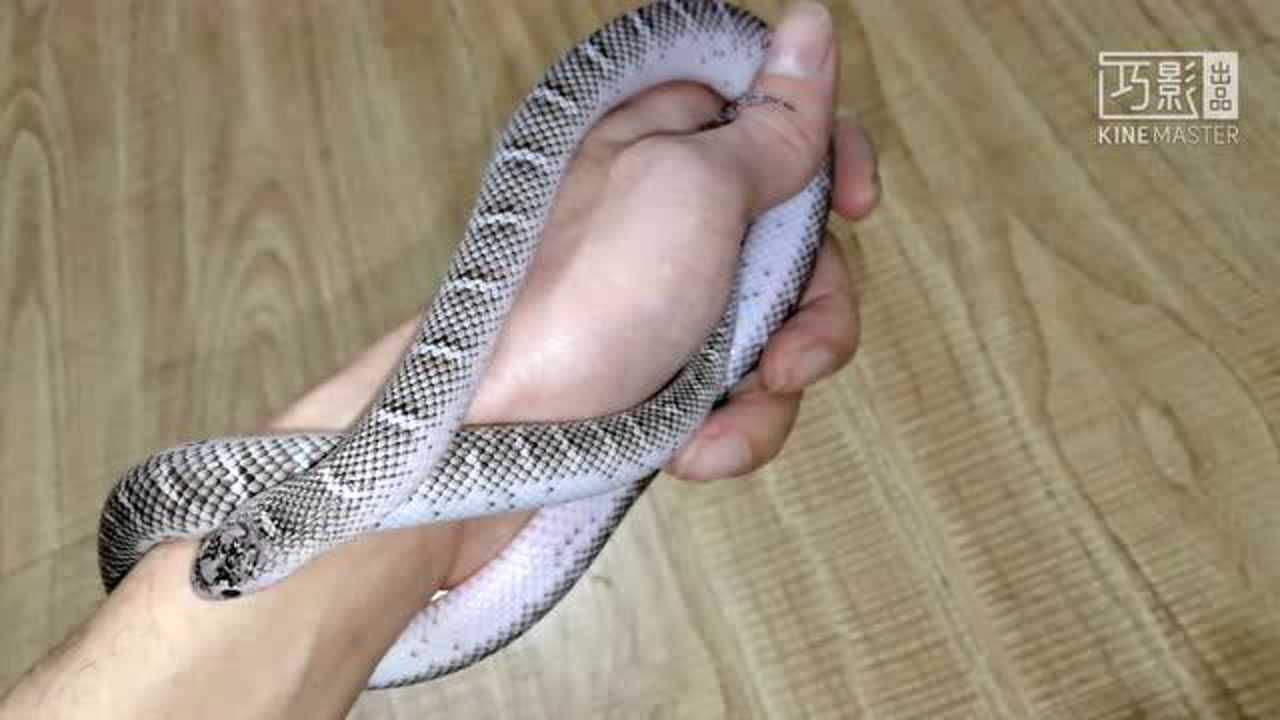 白边布鲁克长大了