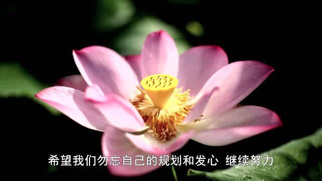 [在承担中成长]字幕版悟光法师开示