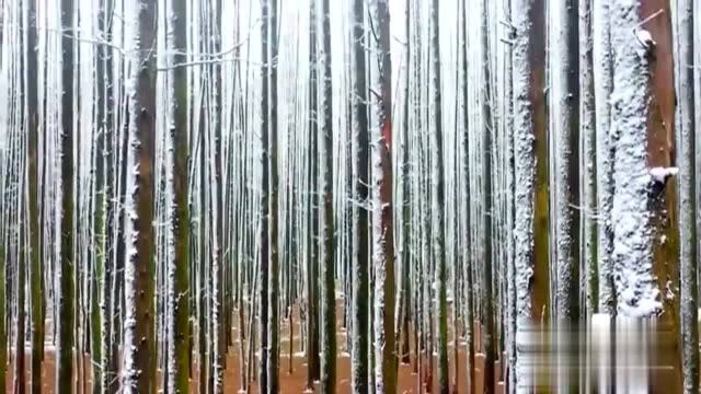 重庆山王坪:林海雪原 南国风光