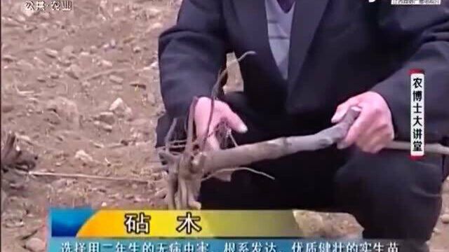 建园的第一年 要栽植砧木选择实生板栗苗 生长快缓苗期短成本低