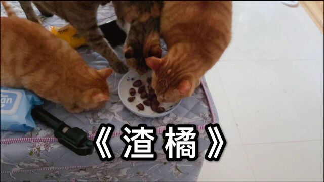 橘猫果真是兔兔杀手啊,一整盆的兔心,两只橘猫就基本包圆了!