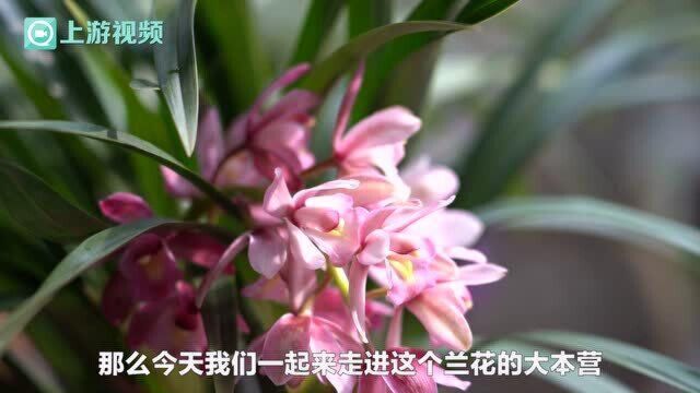 兰花绽放迎新春