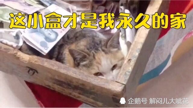 猫:赵本山大叔说过,我是招财猫,这个小盒才是我永远的家!