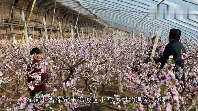 河北保定满城区:人勤春来早 枝头疏花忙