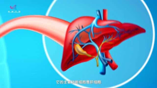 首个细胞增殖锁定“录像机”,揭开肝细胞新生源头!