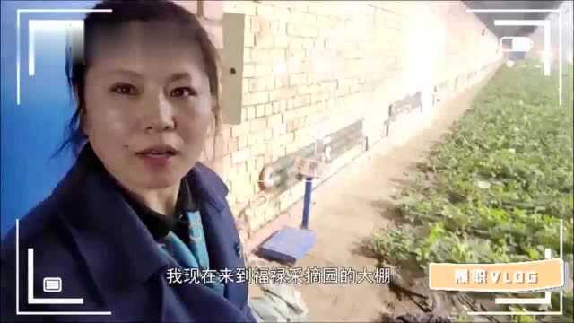 履职VLOG丨全国人大代表鞠秀芹:做优土地规模化经营 推动农业高质量发展