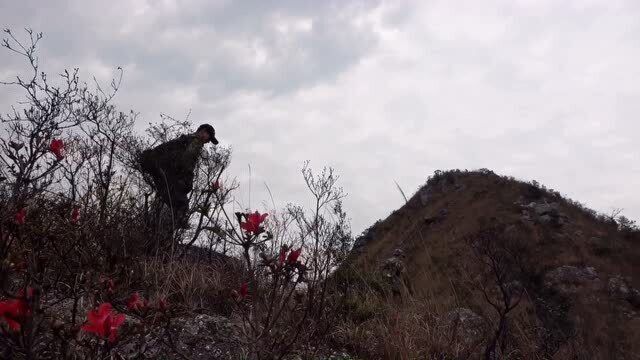 美极了!福建一处高山野杜鹃花盛开