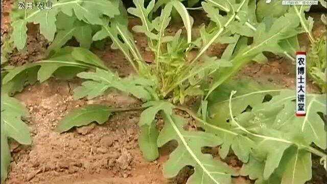 芝麻菜由于本身具有很浓的香味 一般不容易有虫害 但也不能大意