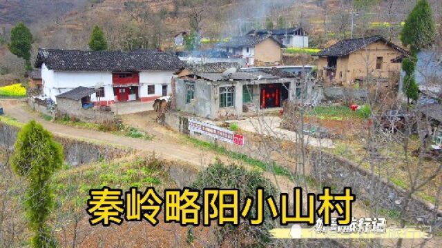 秦岭略阳王家庄,小村庄四周被油菜花围绕,村子老房子大多闲置