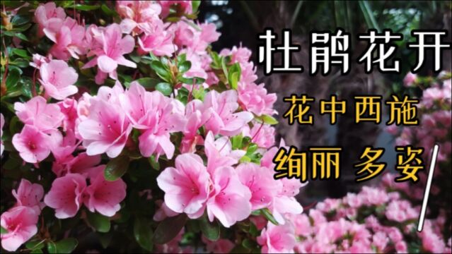 400余盆杜鹃花开吉林江南公园,绚丽烂漫,让人大饱眼福