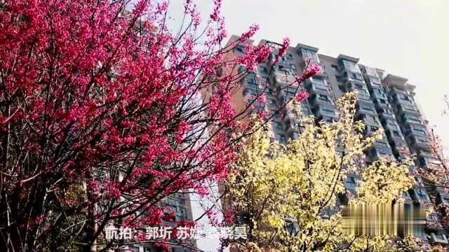 瞰中国|福建寿宁:樱红柳绿时