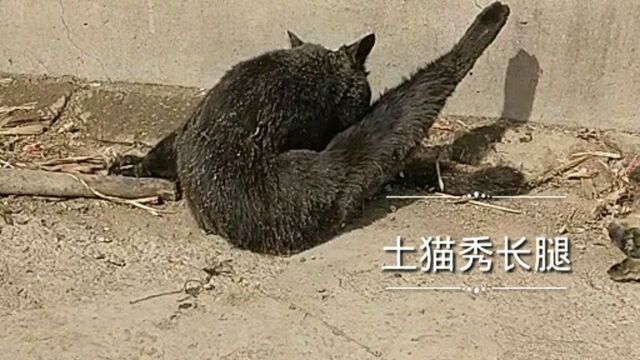 会秀长腿的土猫