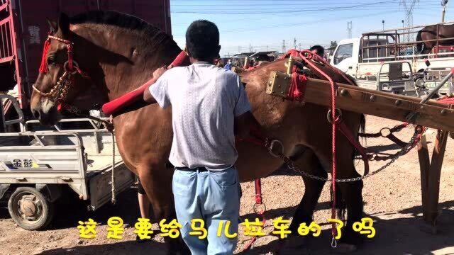 豪华版大马车惊现市场,马俊车漂亮招来多人围观欣赏