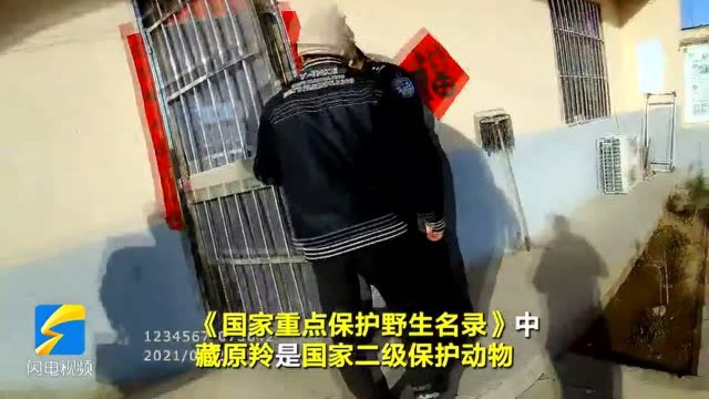 56秒|济南:男子网购藏原羚羊角做手串 没成想戴上手铐