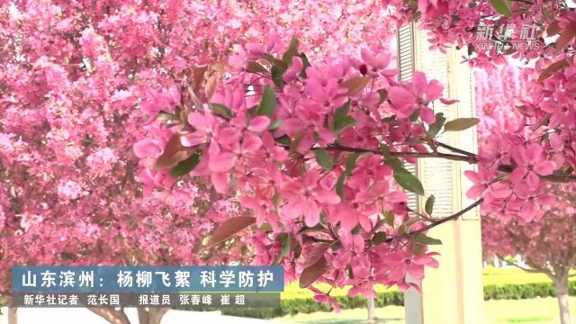 山东滨州:杨柳飞絮 科学防护