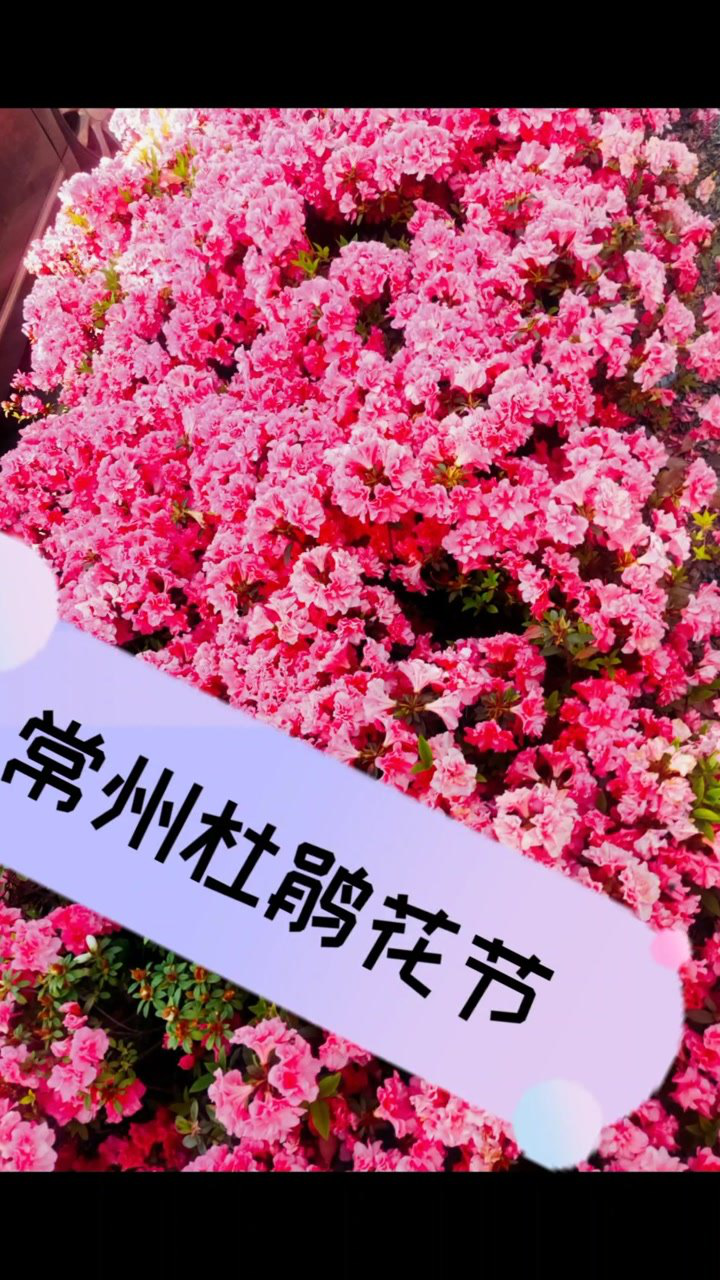 常州市杜鹃花节