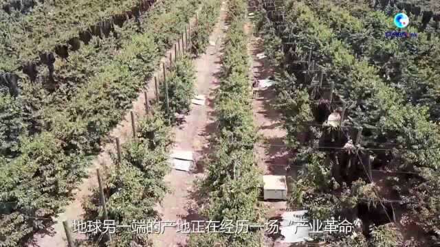 全球连线 | 看好中国!智利“车厘子大亨”的“甜蜜”生意经