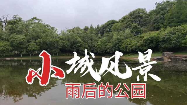 雨后公园空气清新,景色也很好看.