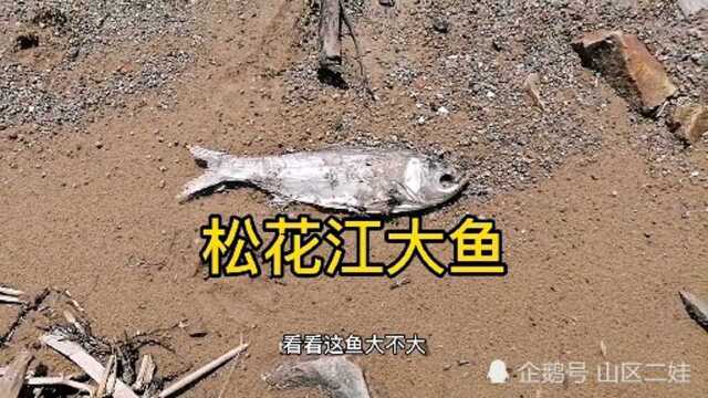 松花江大鱼看看大不大