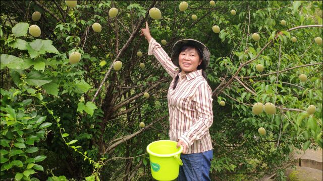 有种水果像桃又像李,城市人花钱也不一定能卖到,摘来泡酒作用大