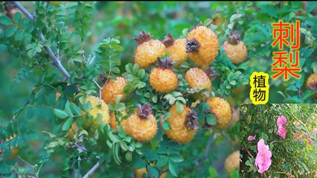 刺梨:又名缫丝花,植物实拍科普,药用价值极高,建议收藏