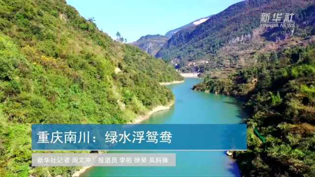 重庆南川:绿水浮鸳鸯