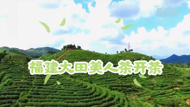 福建大田美人茶开茶