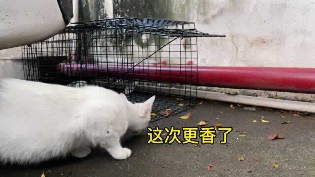 网友推荐的捕猫神器,开展疯狂的捕猫行动,猫咪往哪跑…