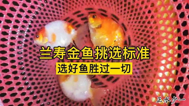 兰寿金鱼品相挑选标准,怎么样的鱼才不会栽头呢?