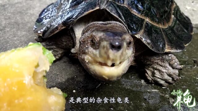 新手养亚州巨龟10问:5、亚州巨龟只吃肉不吃青菜,挑食怎么办?