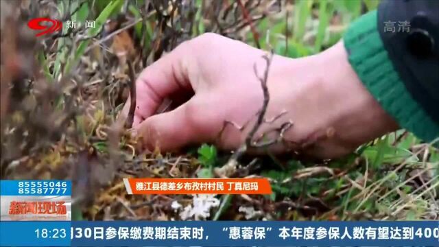 驻守深山“虫草卫士”守护安全 网友纷纷为其点赞!