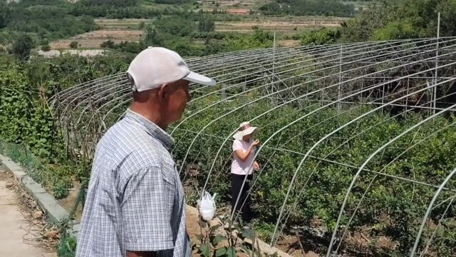 郊区漫游遇蓝莓采摘园,退休高级教师:绿色无公害,先吃够再摘