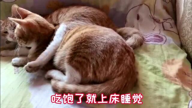 经历生死的小猫收养人对它不离不弃,花费一千托运,回数千里老家