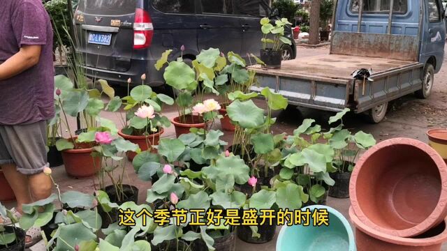 逛青州衡王府花卉大集,看看作为“花都”,花市规模如何价格怎样