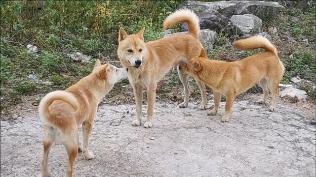 田园犬为了繁衍后代,徒步两公里苦守母狗多日